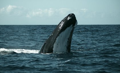 Humpback whale 'spy hopping': Pic courtesy BRAHSS